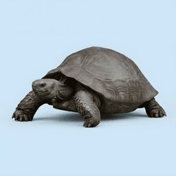 Tortoise