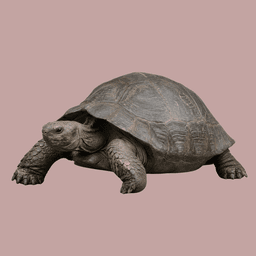 Tortoise