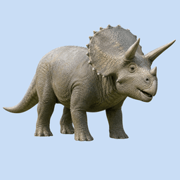 Triceratops