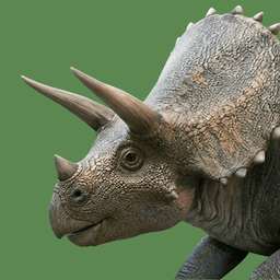 Triceratops